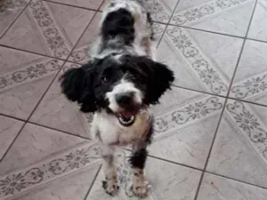 Cachorro raça Cocker idade 7 a 11 meses nome Bela 
