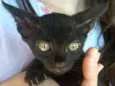 Gatos