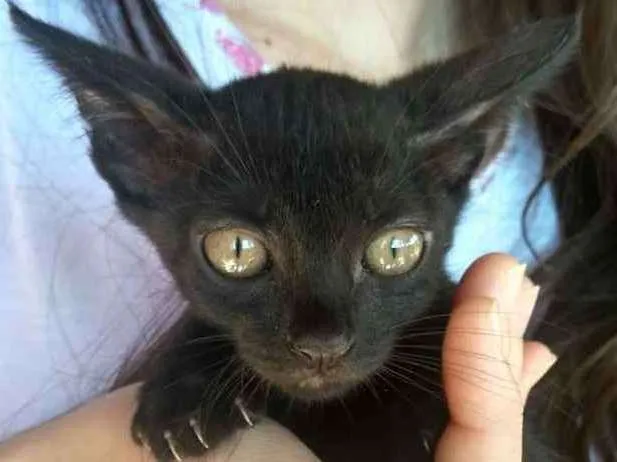 Gato ra a  idade 2 a 6 meses nome Gatos