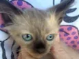 Gatos