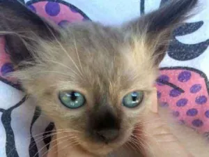 Gato raça  idade 2 a 6 meses nome Gatos