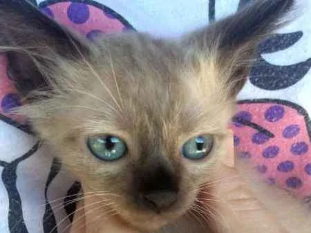 Gato ra a  idade 2 a 6 meses nome Gatos