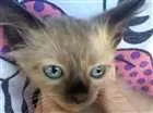 Gato raça  idade 2 a 6 meses nome Gatos