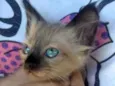 Gatos