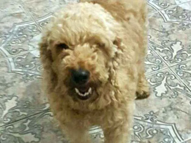Cachorro ra a Poodle  idade 3 anos nome Caramelo 