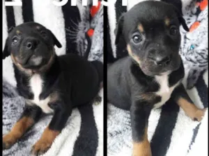 Cachorro raça Srd idade Abaixo de 2 meses nome Filhotes da Do