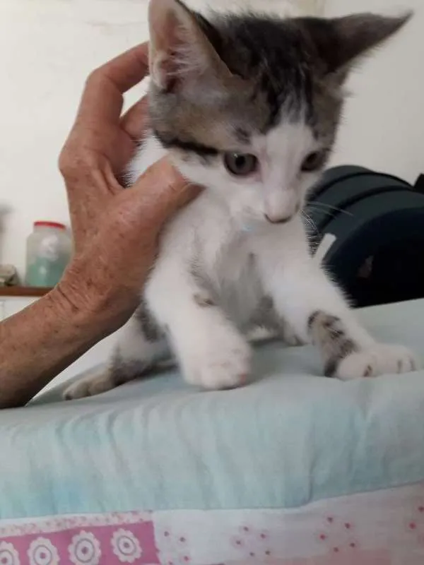 Gato raça felina idade 2 a 6 meses nome Kaue