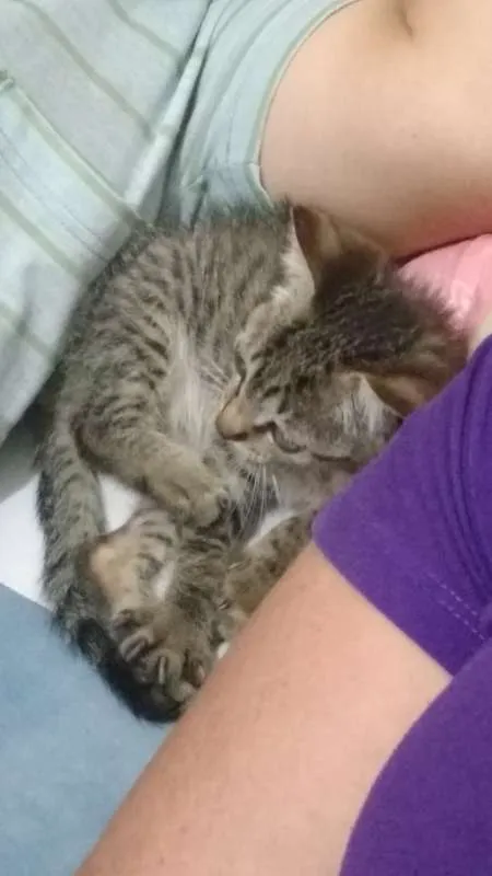 Gato ra a Viralata idade Abaixo de 2 meses nome mino