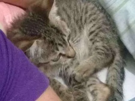 Gato ra a Viralata idade Abaixo de 2 meses nome mino