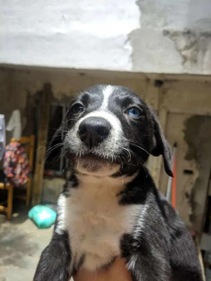 Cachorro ra a Srd idade 2 a 6 meses nome Doguinho 