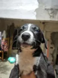 Doguinho