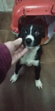 Doguinho 