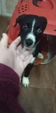 Doguinho 