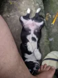 Doguinho 