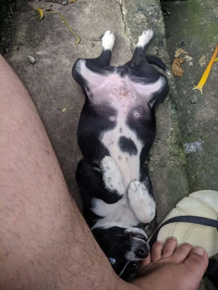 Cachorro ra a Srd idade 2 a 6 meses nome Doguinho 