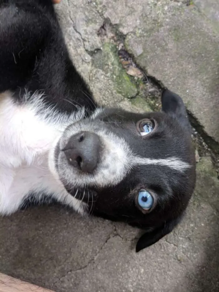 Cachorro ra a Srd idade 2 a 6 meses nome Doguinho 