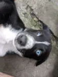 Doguinho