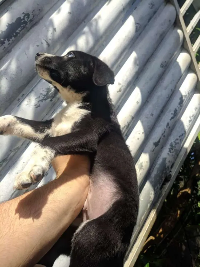 Cachorro ra a Srd idade 2 a 6 meses nome Doguinho 