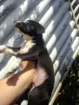 Doguinho