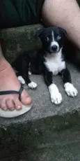 Doguinho 