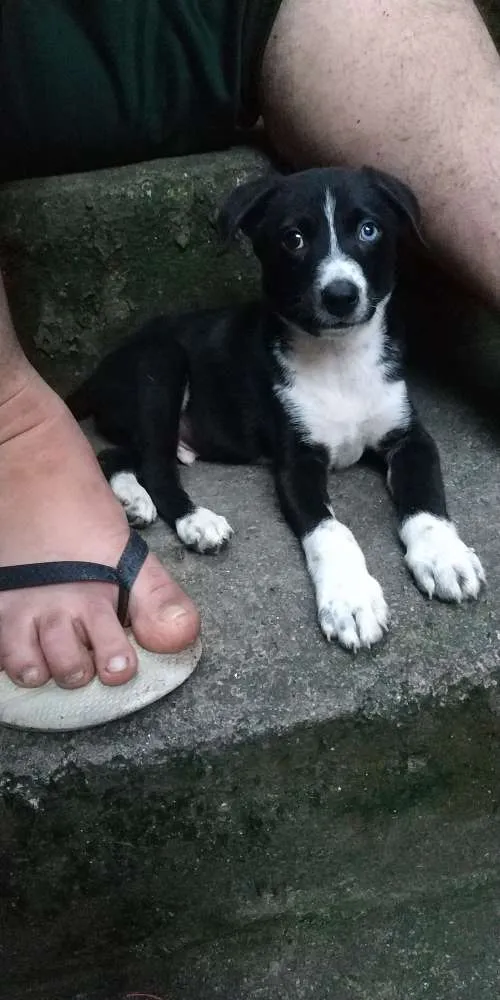 Cachorro ra a Srd idade 2 a 6 meses nome Doguinho 