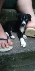 Doguinho 