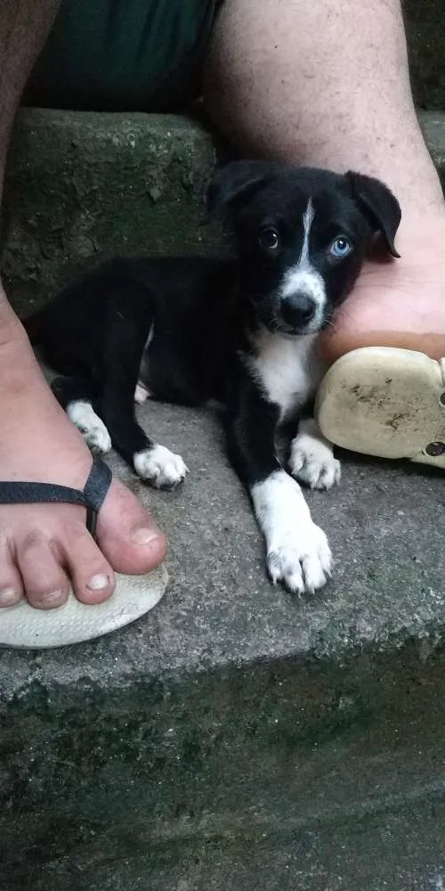 Cachorro ra a Srd idade 2 a 6 meses nome Doguinho 