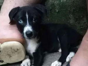 Cachorro raça Srd idade 2 a 6 meses nome Doguinho 