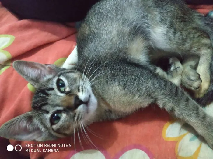 Gato ra a Srd idade 2 a 6 meses nome Siri 