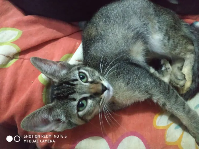 Gato ra a Srd idade 2 a 6 meses nome Siri 