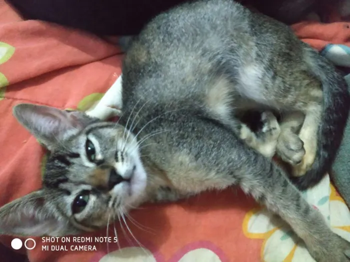 Gato ra a Srd idade 2 a 6 meses nome Siri 