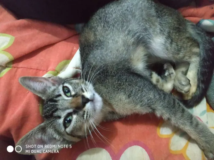 Gato ra a Srd idade 2 a 6 meses nome Siri 