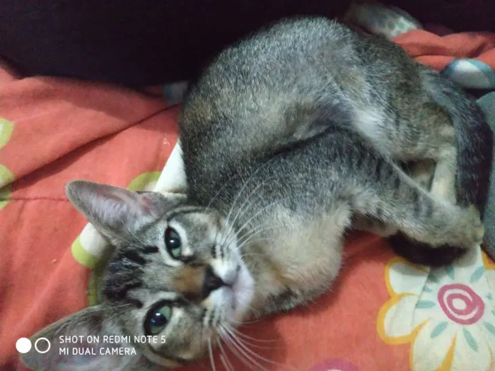 Gato ra a Srd idade 2 a 6 meses nome Siri 