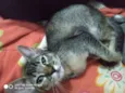 Siri