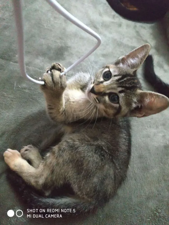 Gato ra a Srd idade 2 a 6 meses nome Siri 