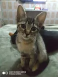 Siri