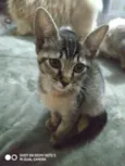 Siri