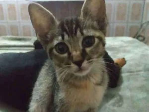 Gato raça Srd idade 2 a 6 meses nome Siri 