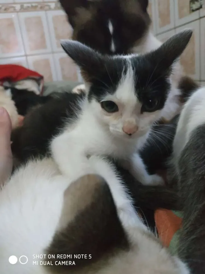 Gato ra a Srd idade 2 a 6 meses nome Miona 