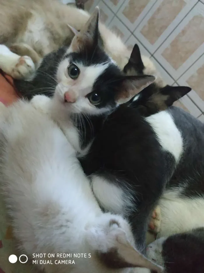 Gato ra a Srd idade 2 a 6 meses nome Miona 