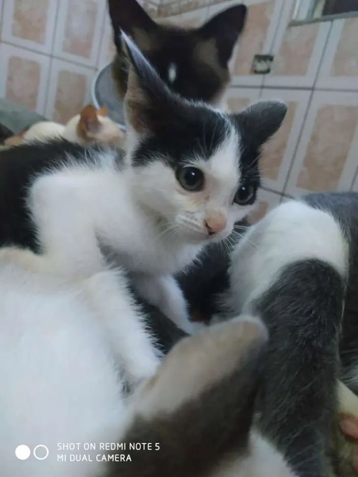 Gato ra a Srd idade 2 a 6 meses nome Miona 