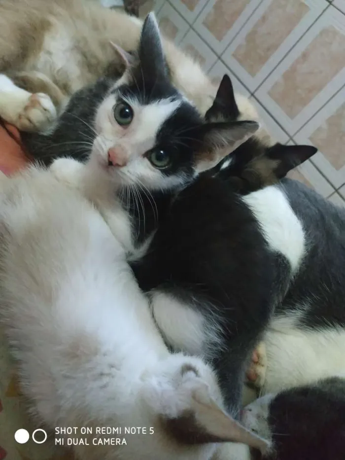 Gato ra a Srd idade 2 a 6 meses nome Miona 