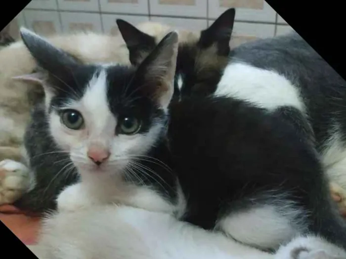 Gato ra a Srd idade 2 a 6 meses nome Miona 