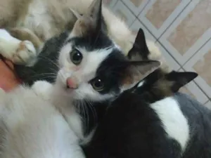 Gato raça Srd idade 2 a 6 meses nome Miona 