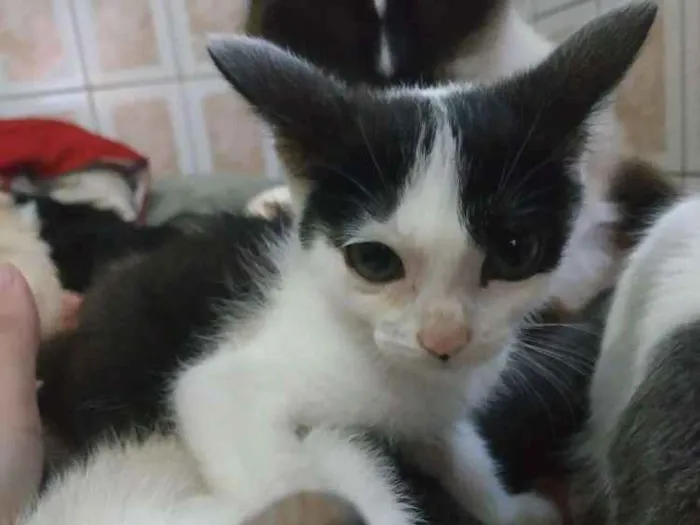 Gato ra a Srd idade 2 a 6 meses nome Miona 