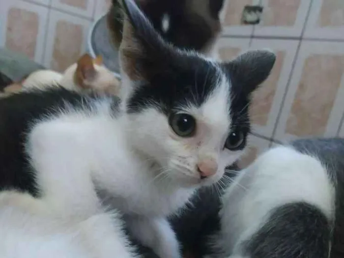 Gato ra a Srd idade 2 a 6 meses nome Miona 