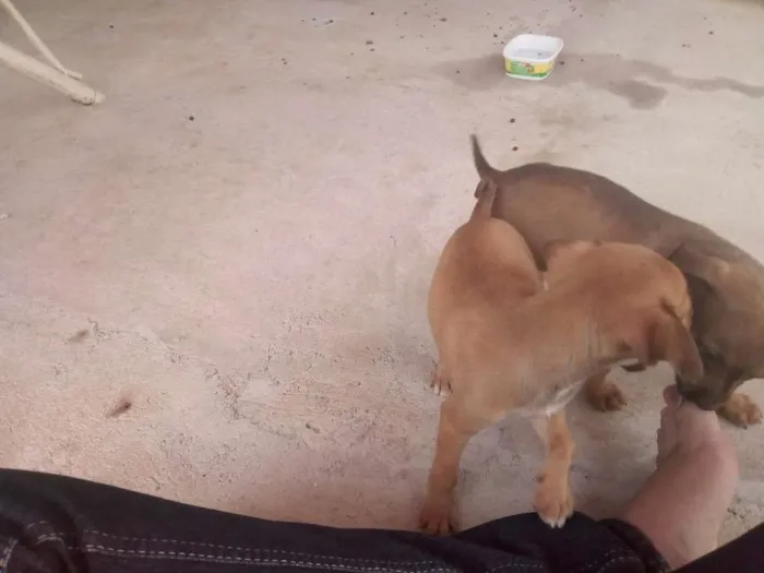 Cachorro raça Vira LATA idade Abaixo de 2 meses nome Não tem nome