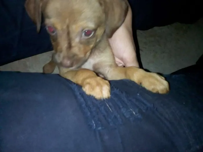 Cachorro raça Vira LATA idade Abaixo de 2 meses nome Não tem nome