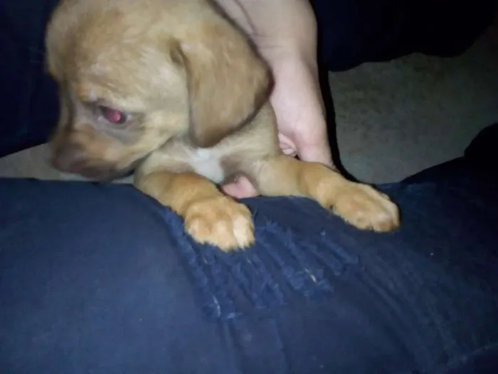 Cachorro raça Vira LATA idade Abaixo de 2 meses nome Não tem nome