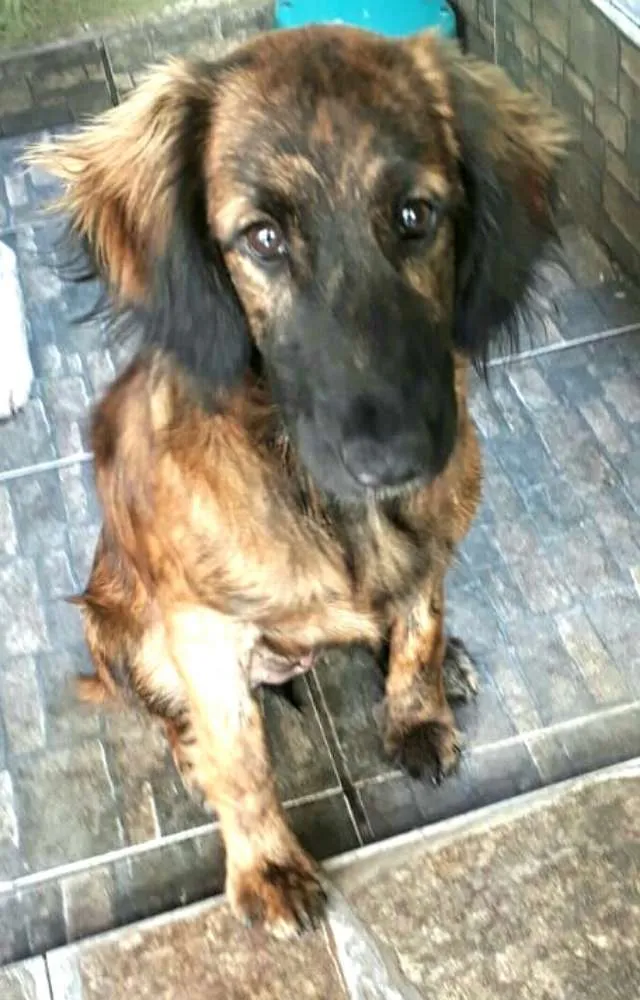 Cachorro ra a Mestiça  ( Daschund) idade 2 a 6 meses nome Pitty 